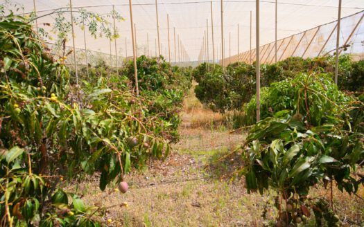 Se vende fantástica finca en Güímar