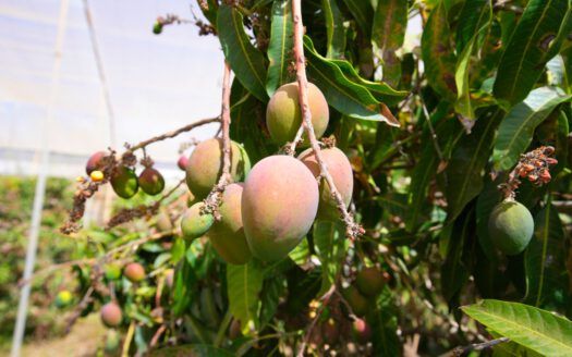 Se vende fantástica finca en Güímar