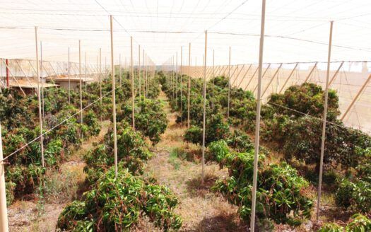 Se vende fantástica finca en Güímar