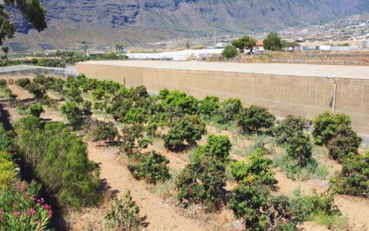 Se vende fantástica finca en Güímar