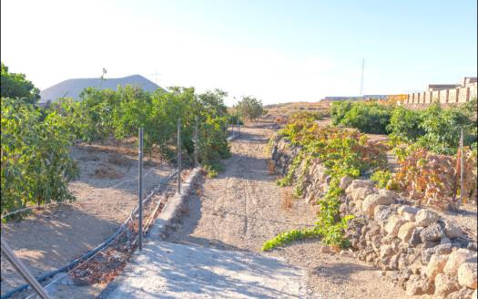 Se vende terreno cultivado de 5.200 m2 en Güímar, en El Taro.