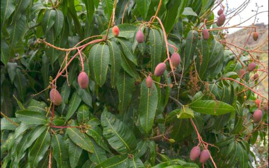 Venta de magnífico chalet en la Orotava, en la zona de Las Cuevas.
