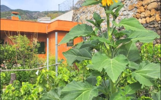 Se vende encantadora casa con terreno en Güímar