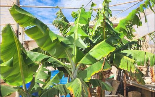 Se vende bonita propiedad en Arico zona Marzagán