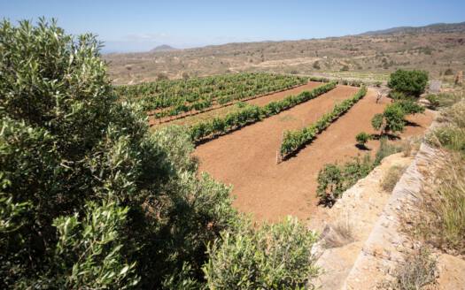 Se vende finca en zona de Arico