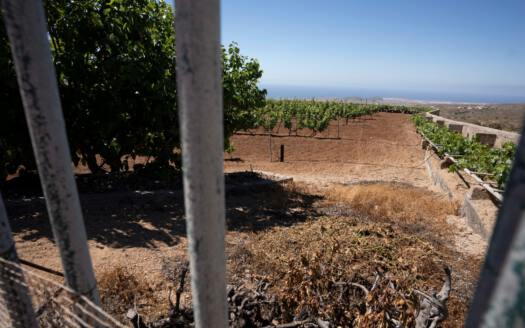 Se vende finca en zona de Arico