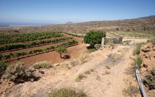 Se vende finca en zona de Arico