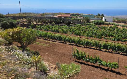 Se vende finca en zona de Arico