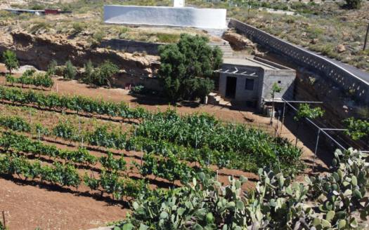 Se vende finca en zona de Arico