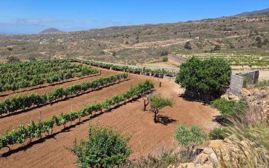 Se vende finca en zona de Arico