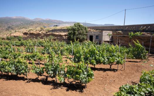 Se vende finca en zona de Arico