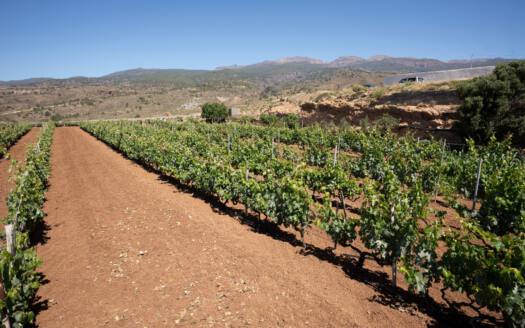 Se vende finca en zona de Arico