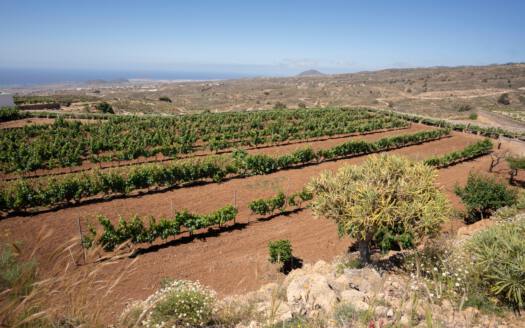 Se vende finca en zona de Arico