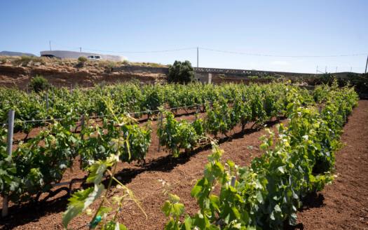 Se vende finca en zona de Arico