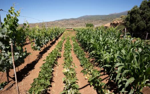 Se vende finca en zona de Arico