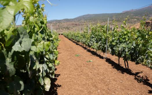 Se vende finca en zona de Arico