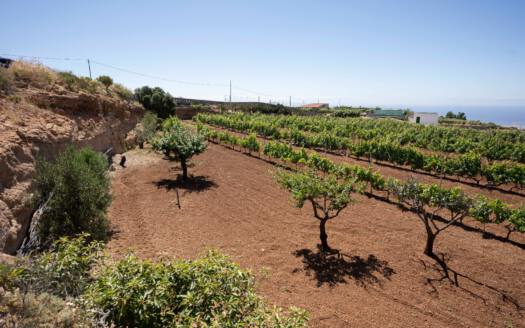 Se vende finca en zona de Arico