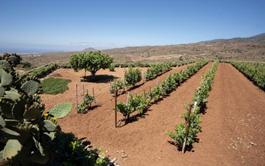 Se vende finca en zona de Arico
