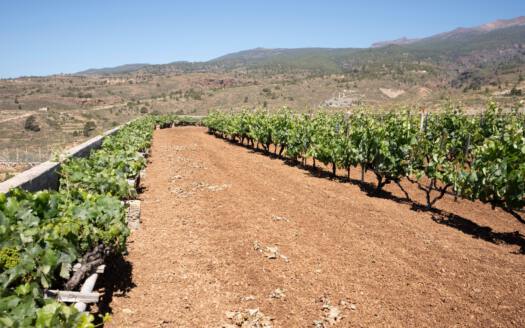Se vende finca en zona de Arico