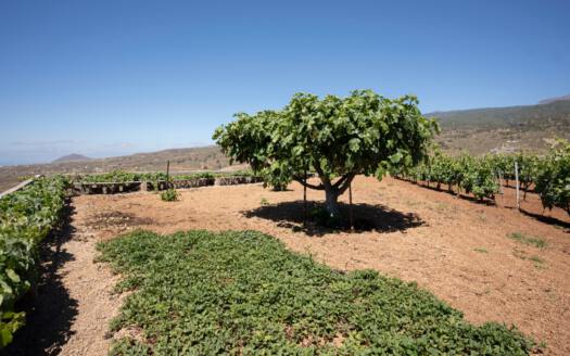 Se vende finca en zona de Arico