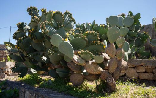 Se vende finca en zona de Arico