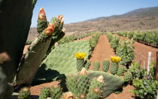 Se vende finca en zona de Arico