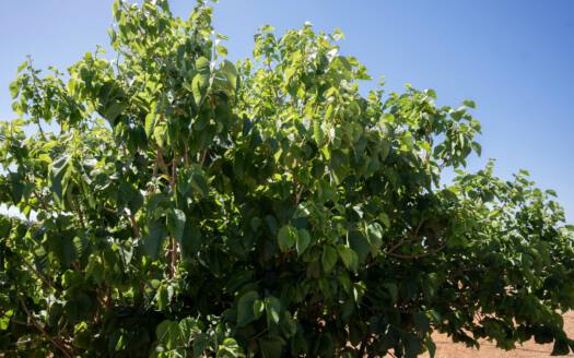 Se vende finca en zona de Arico