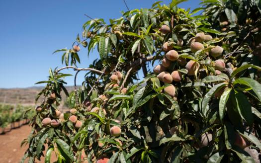 Se vende finca en zona de Arico