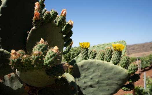 Se vende finca en zona de Arico