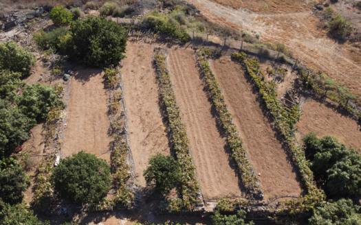 Se vende bonita finca rustica en Güímar