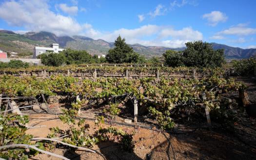 Se vende bonita finca rustica en Güímar