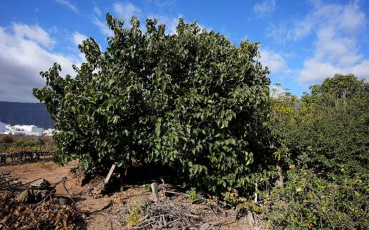 Se vende bonita finca rustica en Güímar