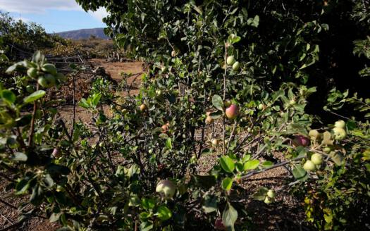 Se vende bonita finca rustica en Güímar