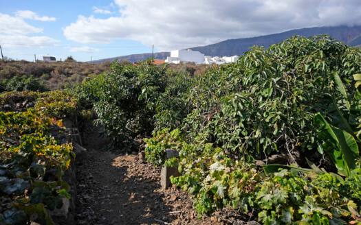 Se vende bonita finca rustica en Güímar