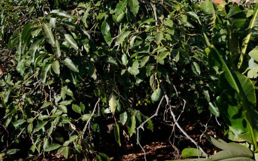 Se vende bonita finca rustica en Güímar