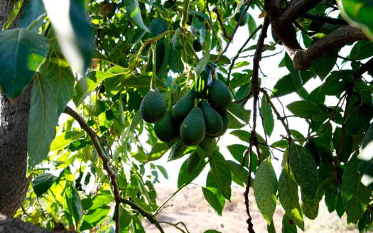 Se vende bonita finca rustica en Güímar