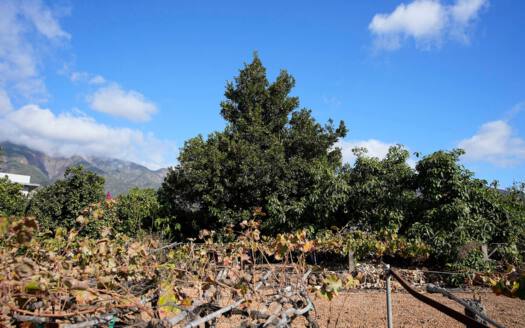 Se vende bonita finca rustica en Güímar